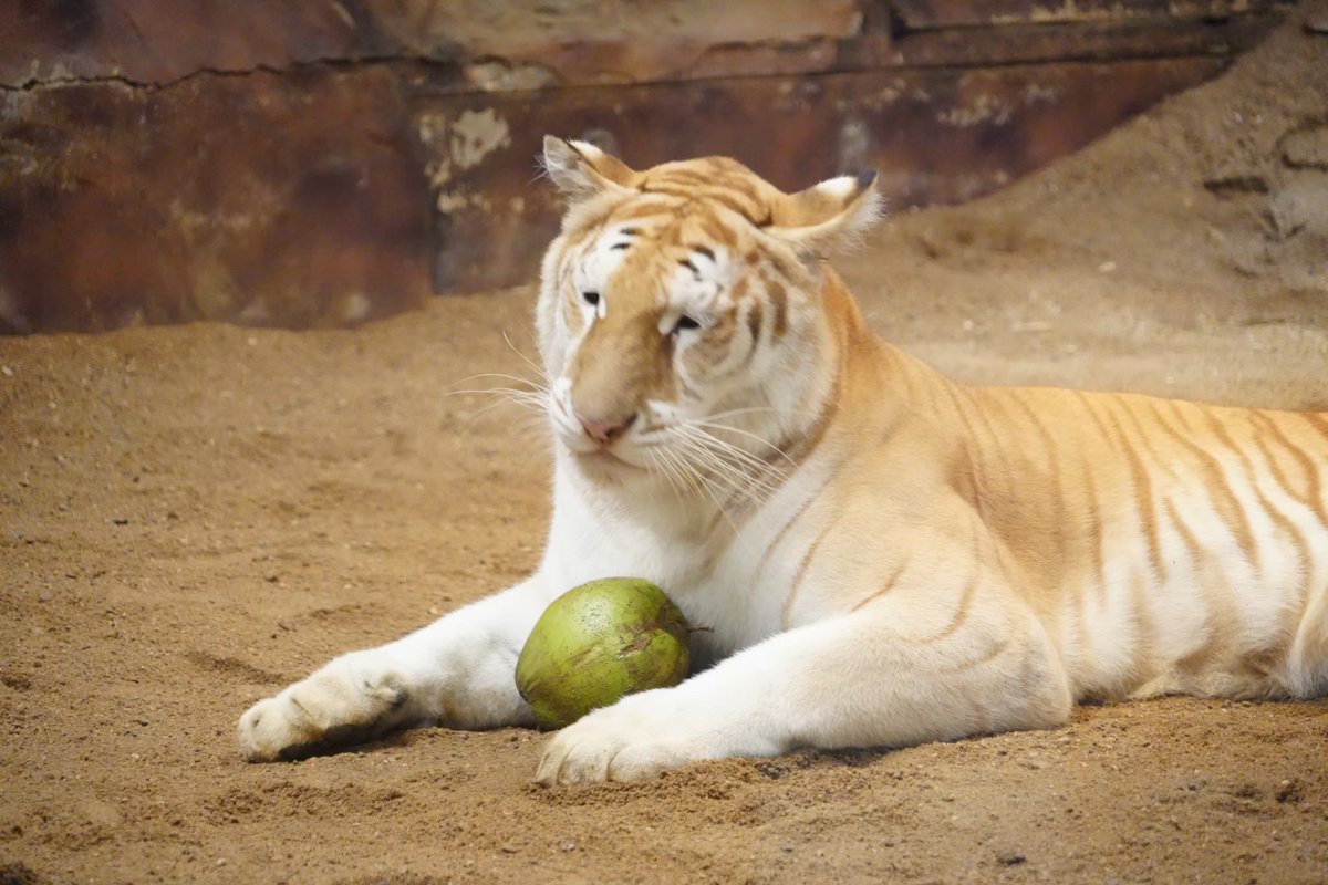 CMNightsafari's tweet photo. ไอ่เรามันงานกะดึกไงม��นก็เนาะ จะมีหั้นอย่าง5555555

#เชียงใหม่ไนท์ซาฟารี #เชียงใหม่แบ๊วซาฟารี #ChiangmaiNightSafari #น้องเอวาพี่��ูน่า #Ava $Ava #น้องเอวา #พี่ลูน่า #เสือโคร่งสีทอง https://t.co/E3OPx6I74A