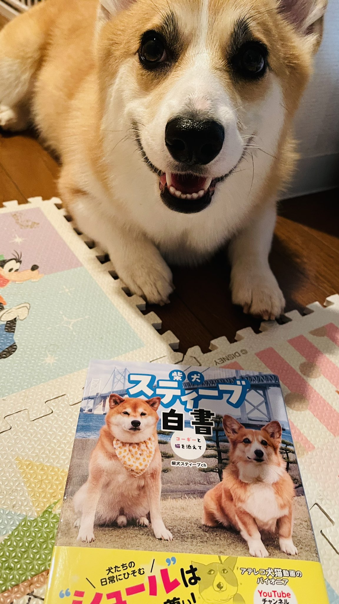 しば様 Shiba Inu] 250206 - YouTube