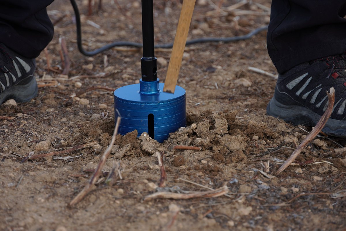 ProjectGood's tweet image. CNR ISPAAM is investigating in the  Sardinian LL the vegetative regeneration capacity of the weed Oxalis pes-caprae. Soil samples are withdrawn at different soil depths to quantify the presence of viable bulbs, which are their reproductive organs. #agroecologyisgood #goodhorizon