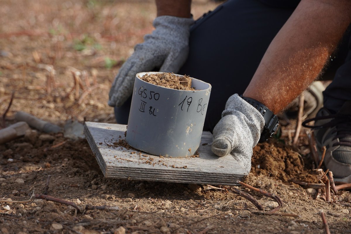 ProjectGood's tweet image. CNR ISPAAM is investigating in the  Sardinian LL the vegetative regeneration capacity of the weed Oxalis pes-caprae. Soil samples are withdrawn at different soil depths to quantify the presence of viable bulbs, which are their reproductive organs. #agroecologyisgood #goodhorizon