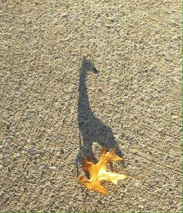 S herbstelt..
kleiner Giraff.