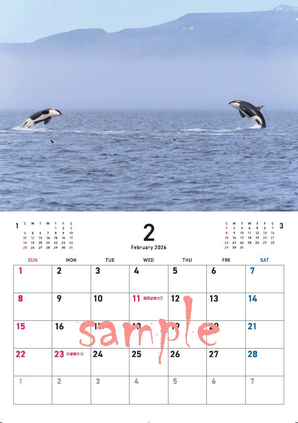 カレンダー2026年2月の写真です。
10回以上連続ジャンプしてくれた日！
Date 2025.6.16

2025年、世界自然遺産・知床羅臼沖で撮影した写真を厳選。その迫力と美しさを切り取った瞬間を収めました。

1冊　2,000円（送料・税込）

ご購入は下記より↓
shiretokodrm.base.shop