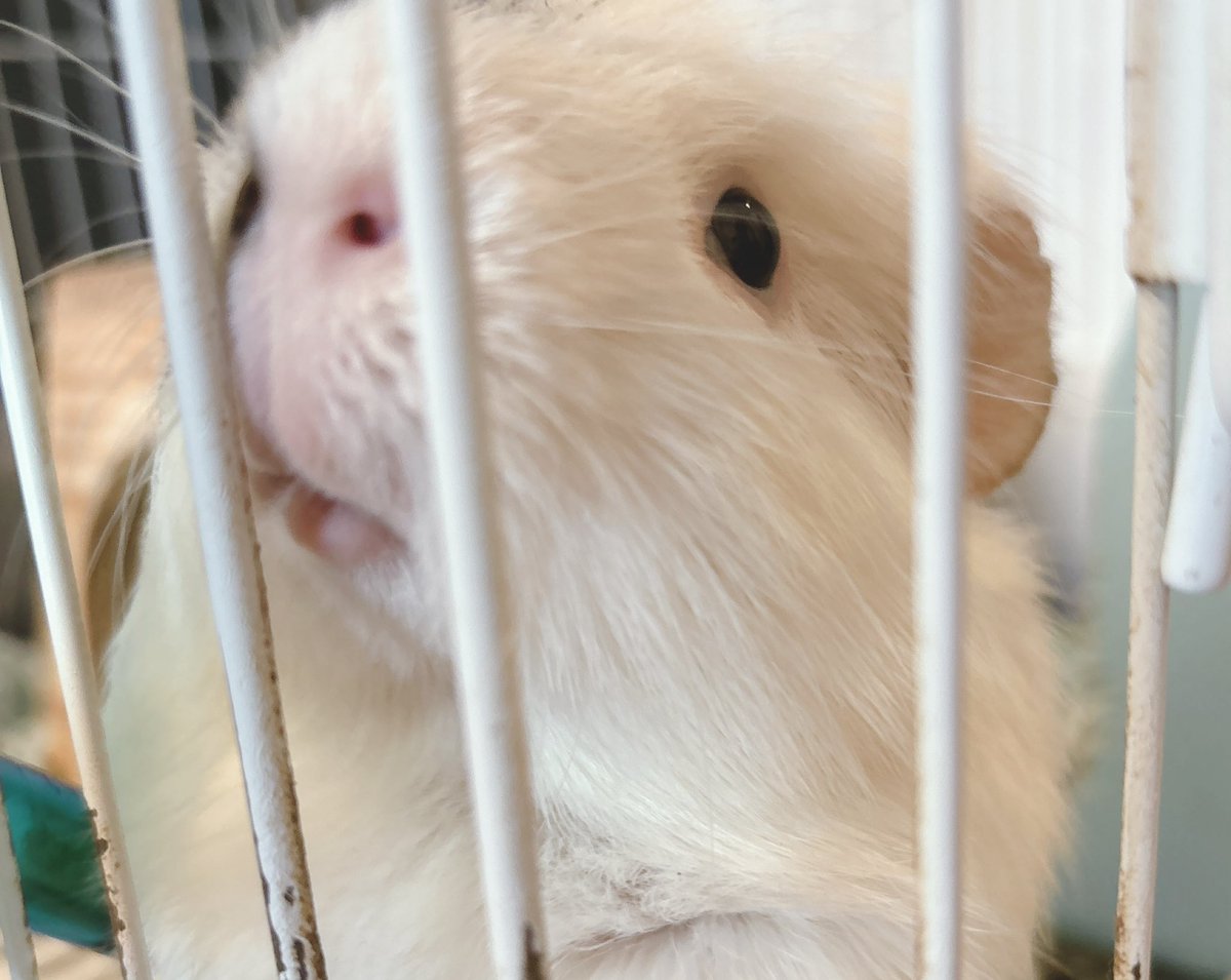 松本あんころ🐹🌶無職！！！ (@ankoro86tube) / Posts / X