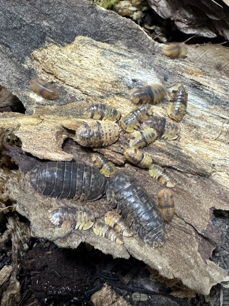 いい感じに増えてきてる