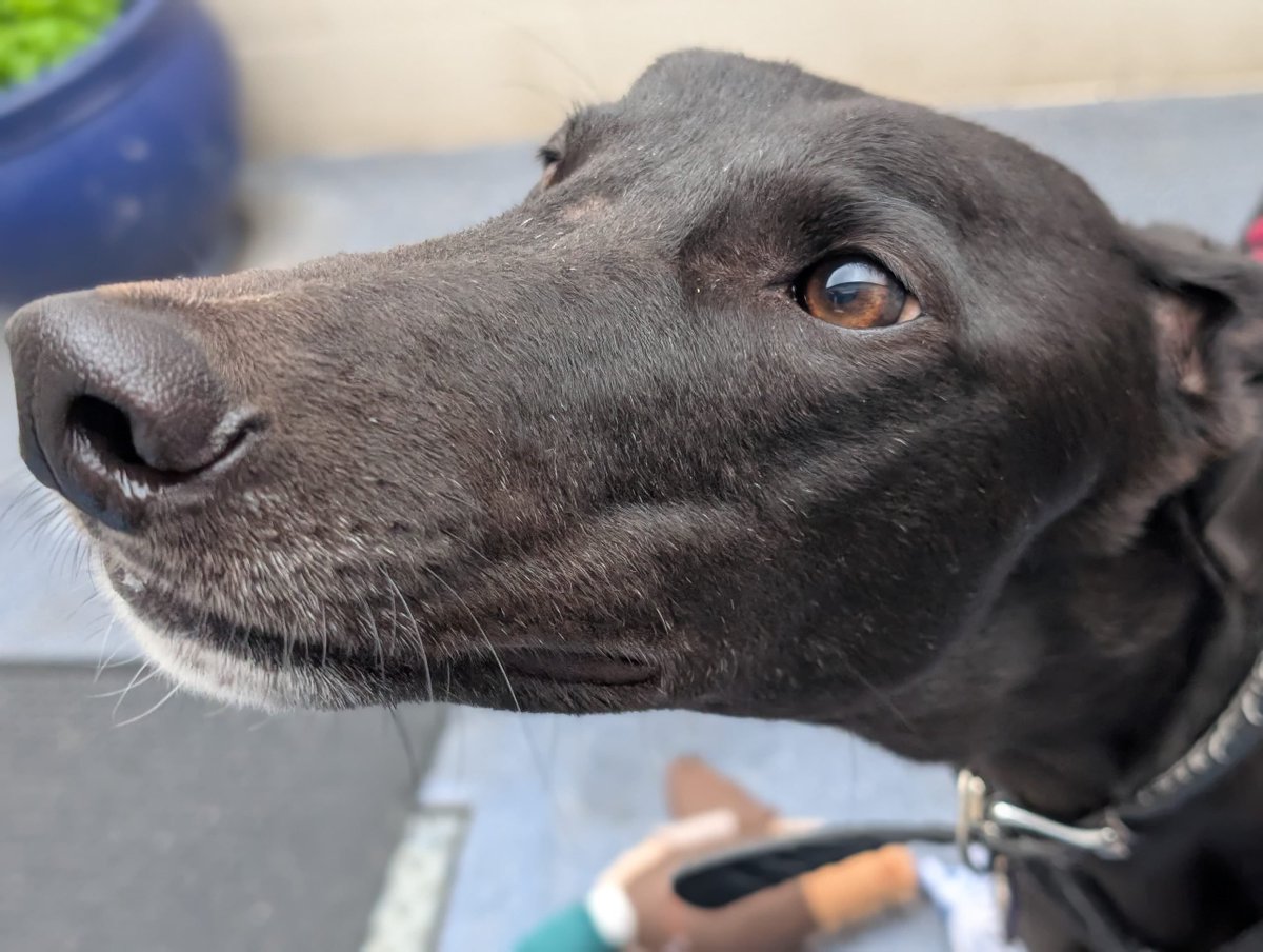 Noodle has an impaw-tant question for you... What's your favourite type of noodle? 🍜 The correct answer if of course him! 🐶 😄 Noodle is looking for a home that has all the best components of a noodle dish: warm, comforting, and rich in love. 💜 themayhew.org/dogs/noodle/.