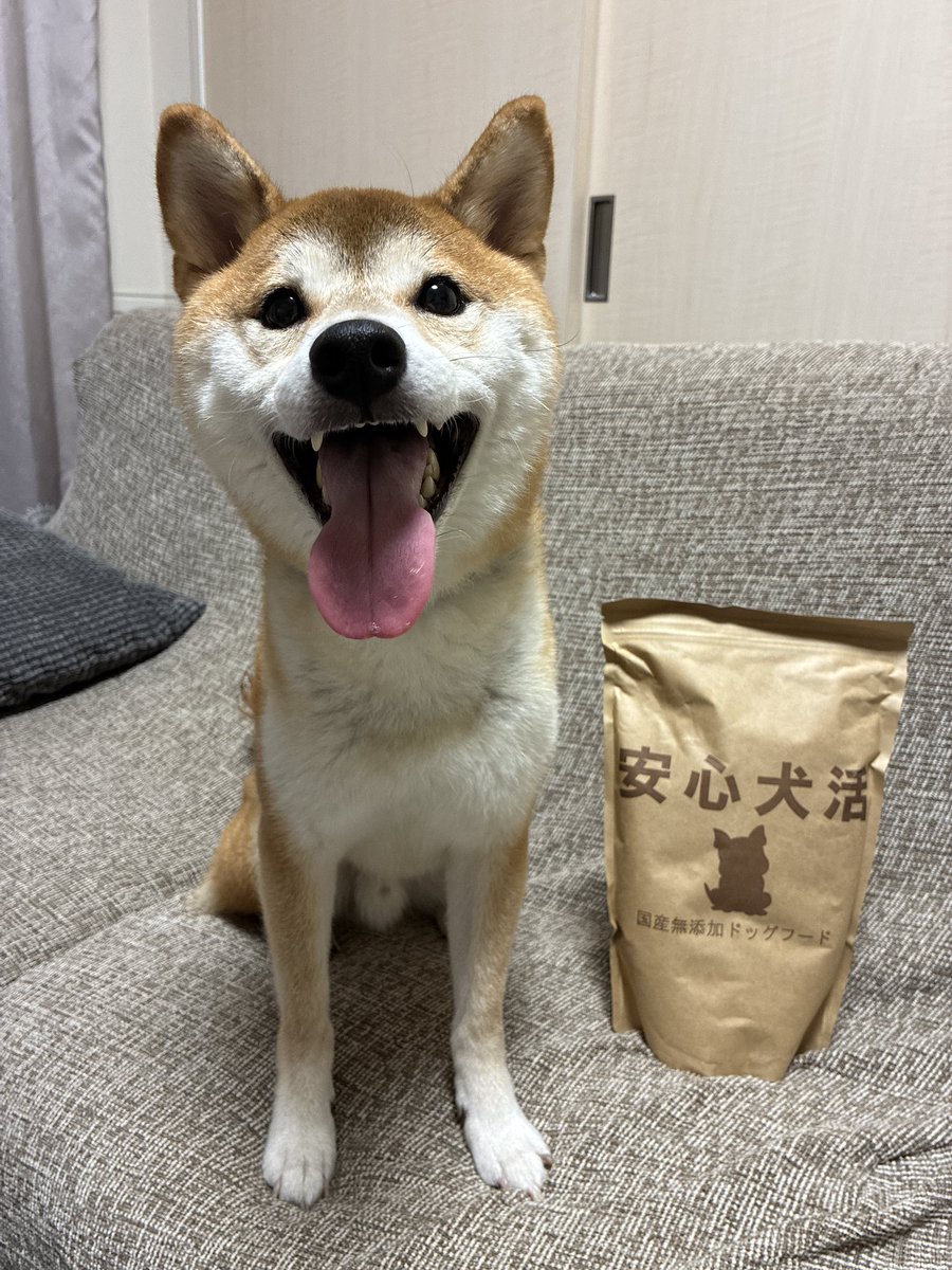 柴犬 いそべ 5歳 (@isobe0912) / Posts / X