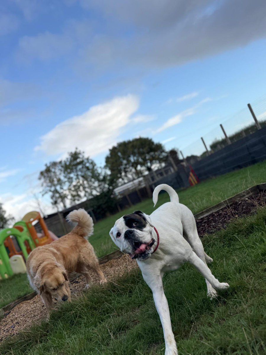 phoebe_brat's tweet image. Happy Tongue out Tuesday from me and Florrie with some of our friends at Doggy Day Care.