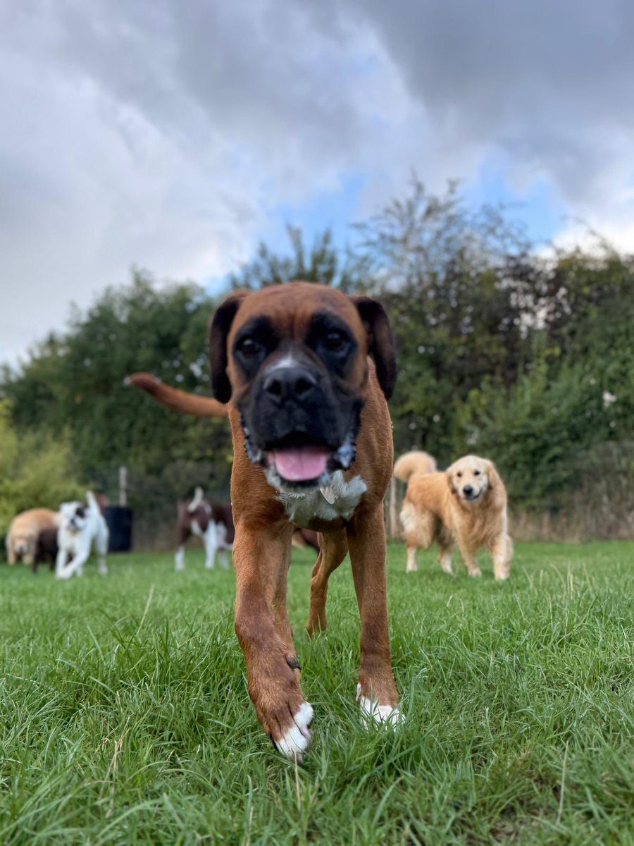 phoebe_brat's tweet image. Happy Tongue out Tuesday from me and Florrie with some of our friends at Doggy Day Care.