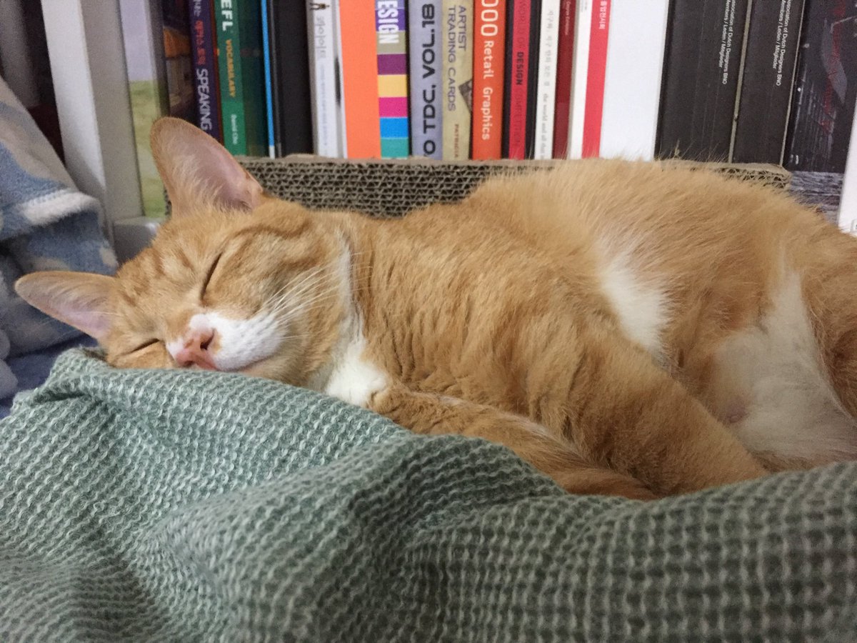 8년 전에도 맛있게 자던 고양이
타고난 거지 이거는