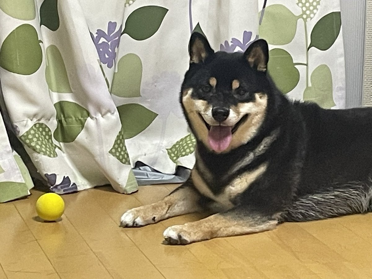ポン tweet media