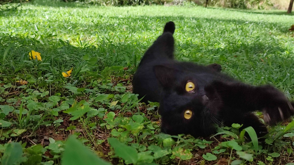 Anand Madhvani tweet media