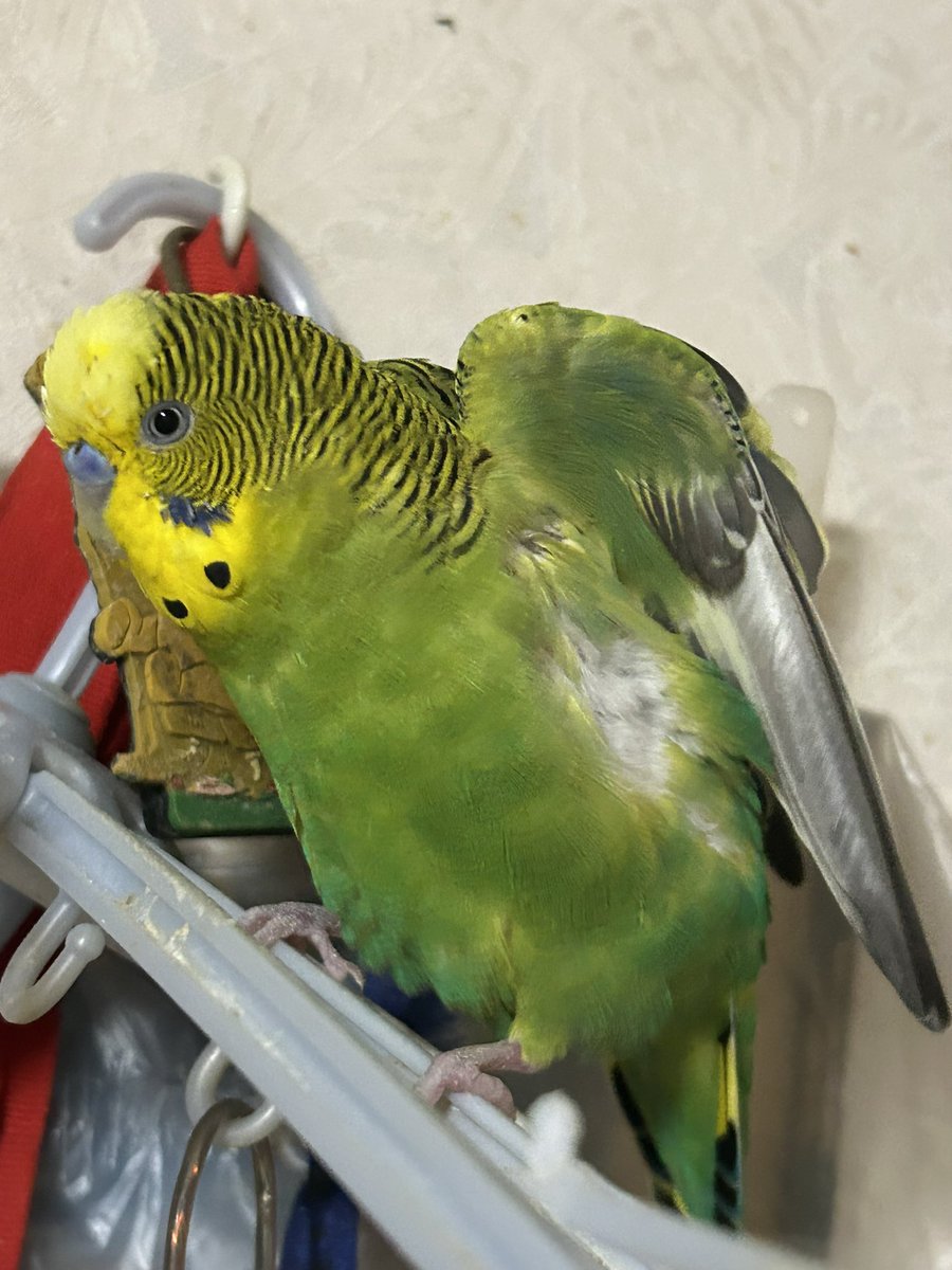 セキセイインコ11歳