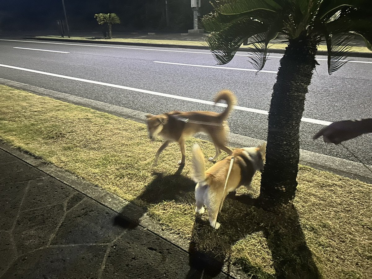 桃たろー🍑小平コギ tweet media