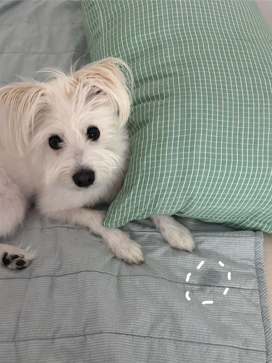 코 대고 있던 자리에 저런 흔적 남는거 엄청 귀여움