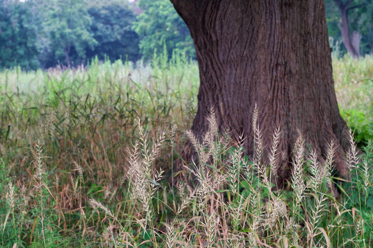 Happy #ThickTrunkTuesday
#photography #photographyisart #photographylovers #scenic #naturephotography