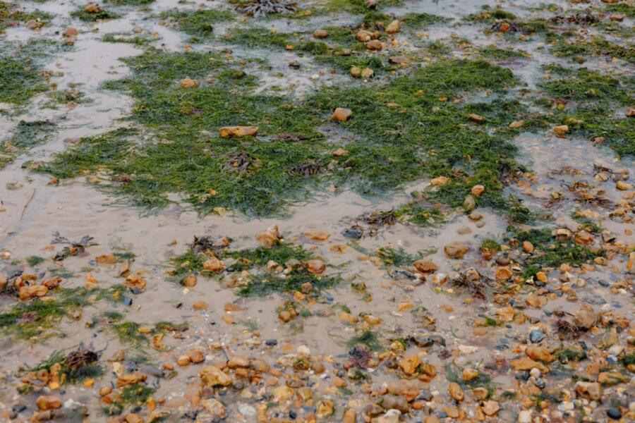 Bretagne : il transforme les algues vertes d'échouage en planches de surf écoresponsables imprimées en 3D limportant.fr/infos-le-choix… <a href="/cic/">CIC</a> #partenaire