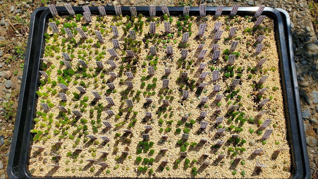 トップページのメセン種子販売、わからんから適当に！ってDMが結構来るので😂

おまかせメセン種子を販売します
いろんなタイプ入れますよ

５種類２０粒ずつ　２０００円
以下＋５種類ごと　１８００円

コノフィツムの場合は１０粒で。だいたい２～１０苗手に入るよ

気になる人は気軽に相談してね