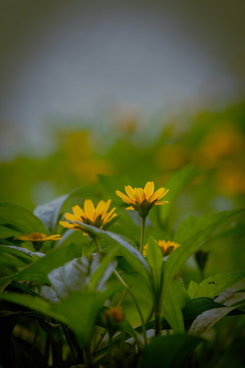 kumaravelt's tweet image. Golden hues and green dreams. ✨
எளிமையின் அழகு — பசுமை ஓவியத்தில் பொன் மலர்கள். 🌼
Allasandra Lake bund

#NatureInFocus #MacroMagic #ChennaiPhotographer #Bangalore