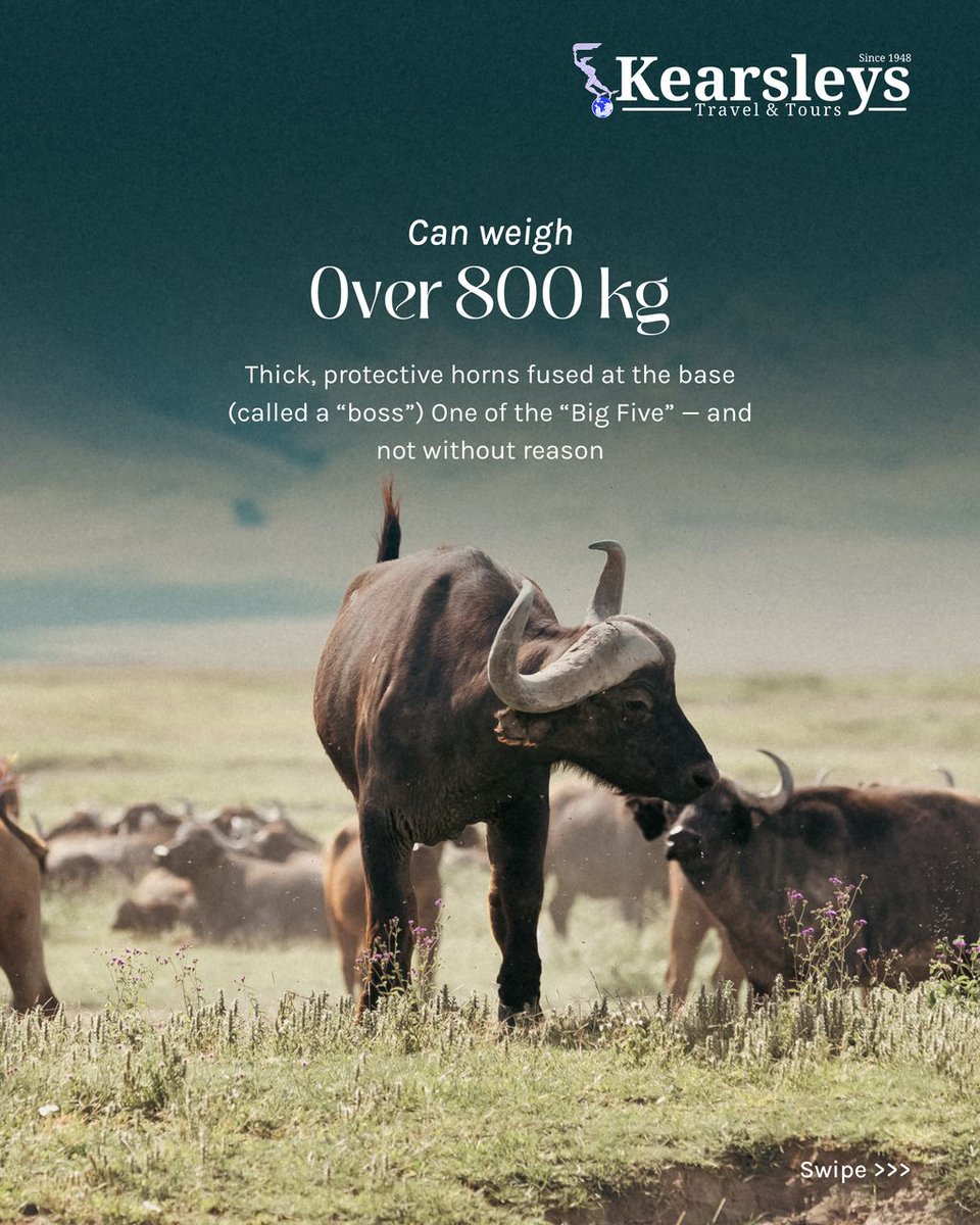kearsleys's tweet photo. Big, bold, and always in a squad — the African Buffalo doesn’t play around. 💪

Part of the Big Five, these beasts are known for their unpredictable temper and ironclad loyalty to their herd.

Ready to meet them in the wild? https://t.co/WfQUvIclXA
