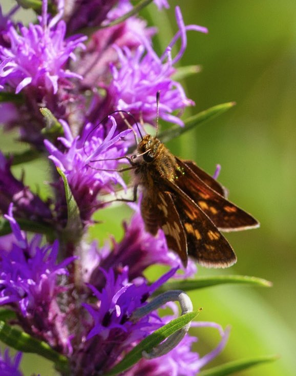 prairieguy2016's tweet image. Pollinatorpalooza! I chased, or maybe I should say “skipped” after this Skipper for a while before I was able to capture it stopping to feed on a Meadow Blazingstar. I believe it is a Peck’s skipper. #butterflies #pollinators #wildflowers #northdakota #prairie #grasslands