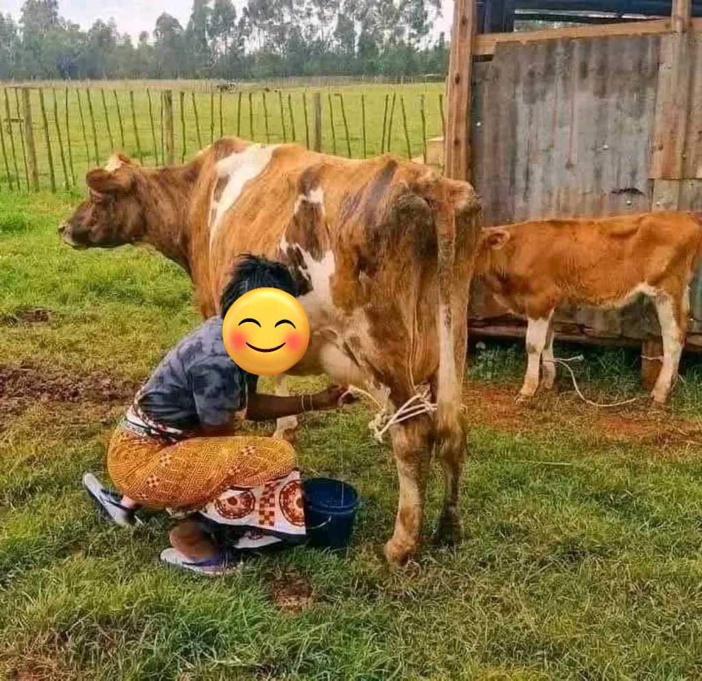 itskipngettich's tweet image. Nlipata bibi btw 🤣😂😹