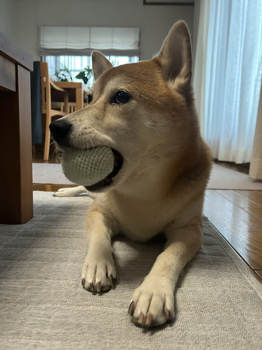 ボール、編んでもらった❣️