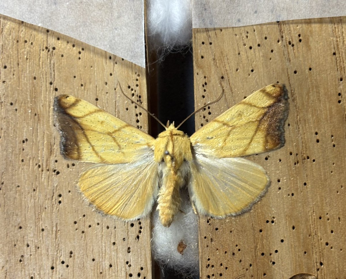 フタトガリアオイガ
なーんで腹が曲がるの？