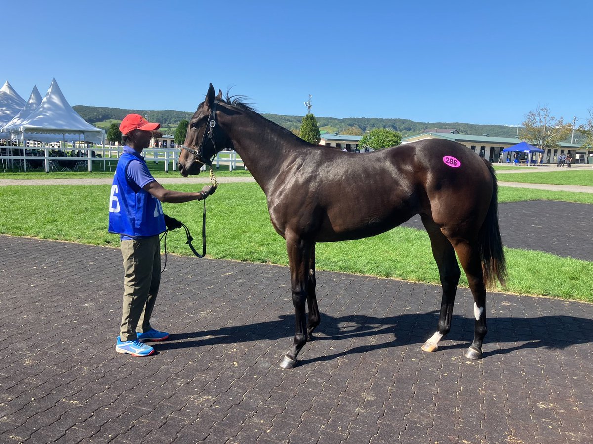 セプテンバーでもアルクトス2頭購買できました。
アルクトス軍団ほとんど牝馬です🐴
今年の当歳は牡馬が多めらしいのでそれも楽しみです