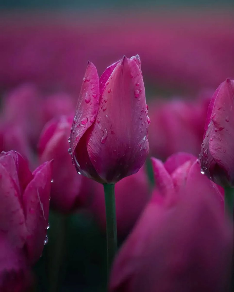 JeanetteEliz's tweet image. Hello Everyone! 🩷 Have a beautiful day  💞🌸💕