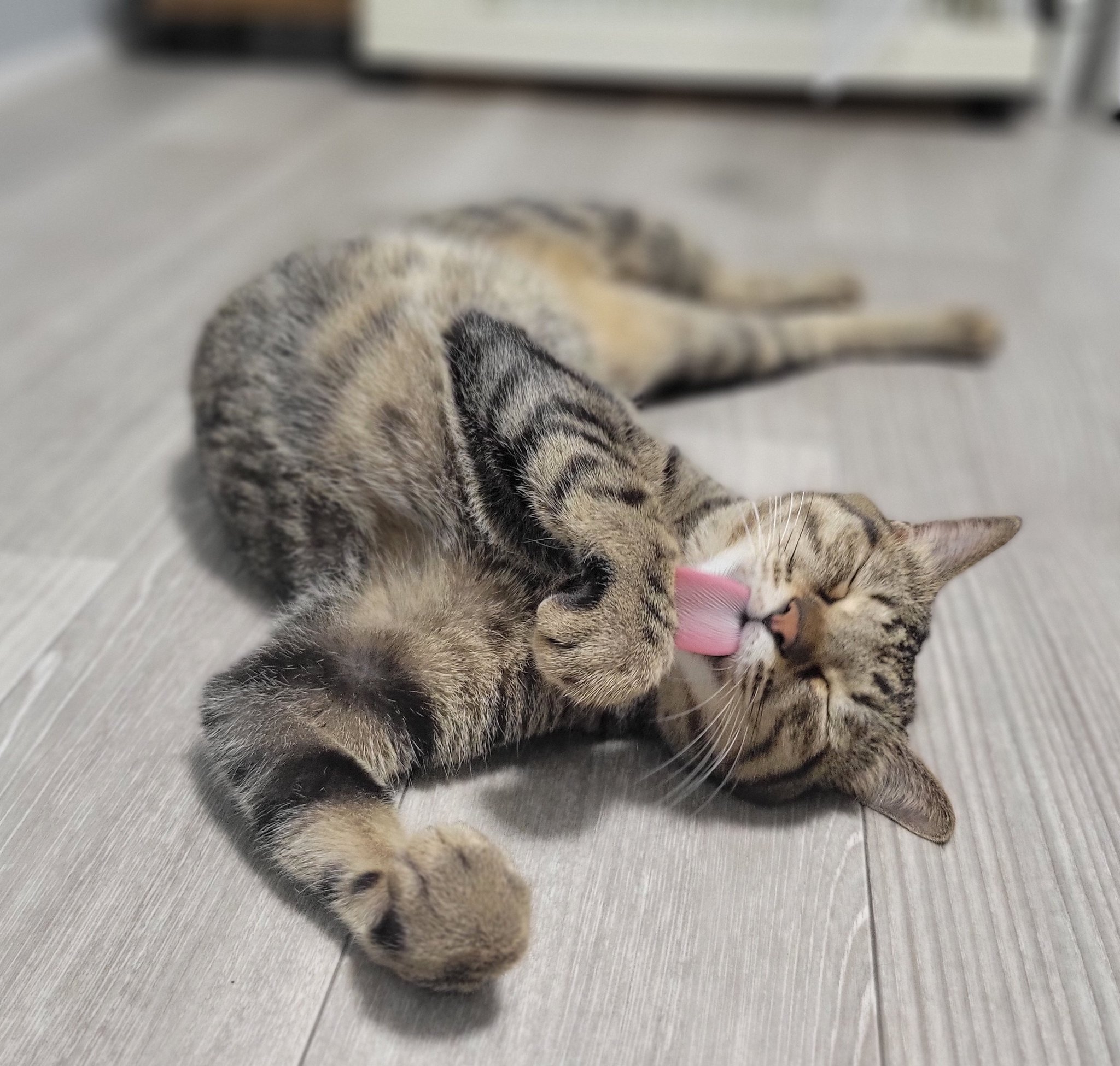 保護猫ちゃん　お幸せに しぴこめᓚᘏᗢ on X: 