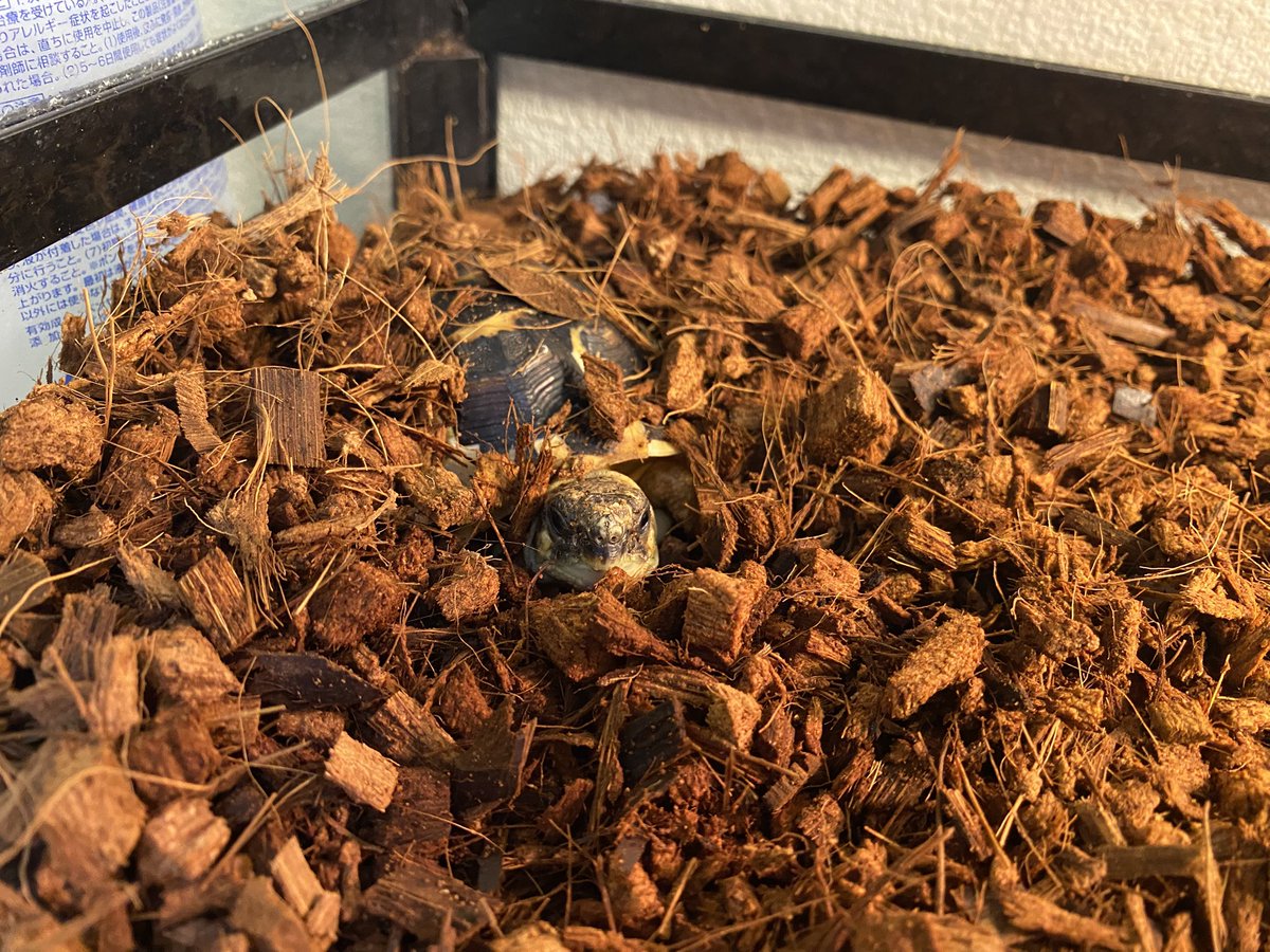 RCgVGTAjkRf6bQT's tweet image. びーくん🐢
ひょっこり顔を出して可愛い☺️
仕事の疲れを癒してくれる♪
明日も、仕事頑張ろっ！

#ニシヘルマンリクガメ
#ファインレプタイルズ