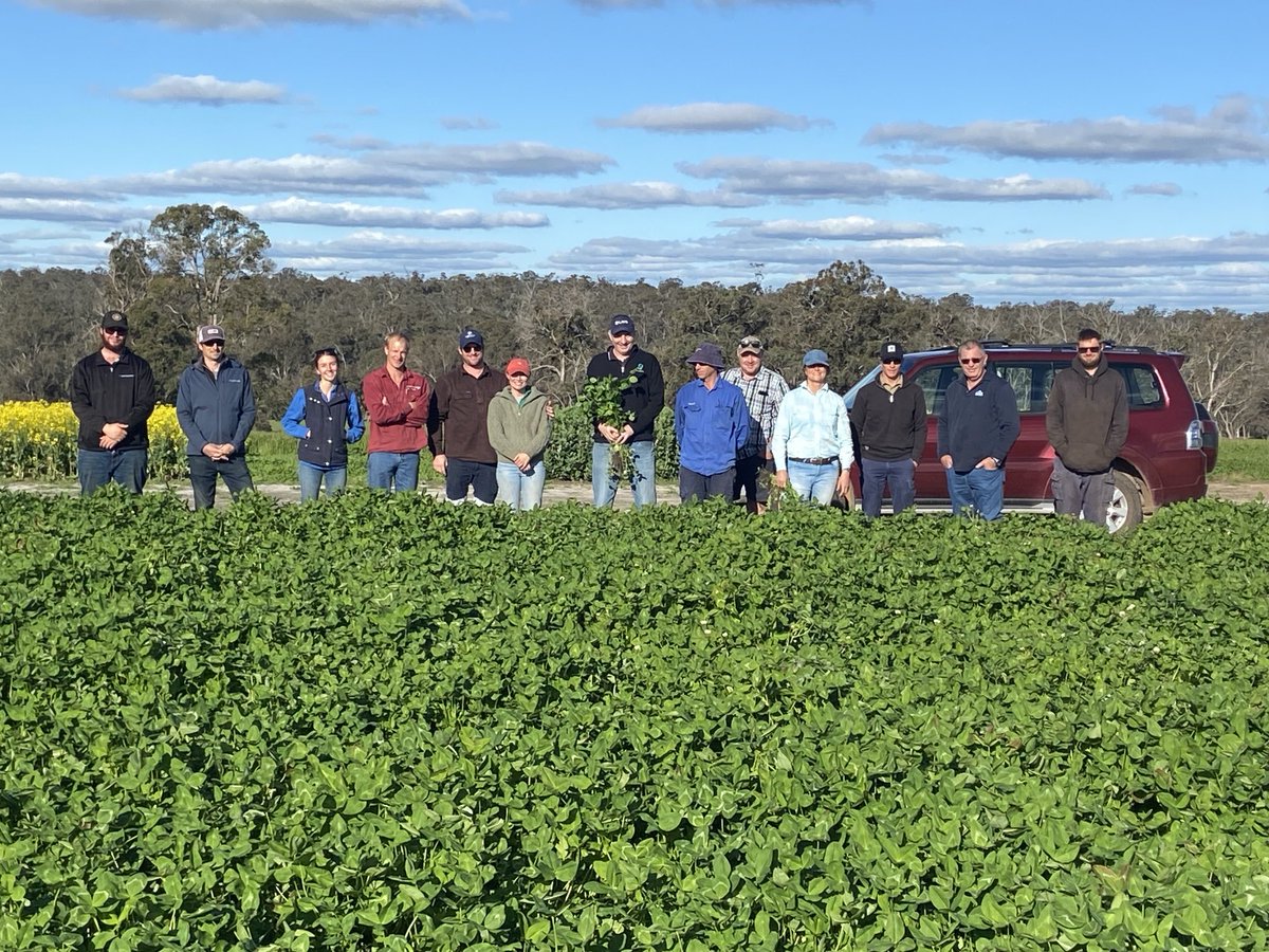 Some happy growers last week with the regenerating new Arrowleaf clover cv. Hamelin2