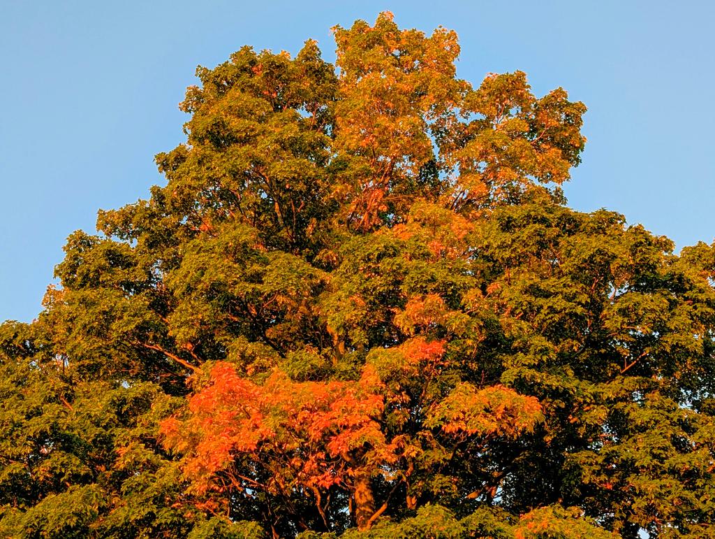 Seems kinda early for these colors,,
    I guess enjoy,, Have a great day 👍😎☕