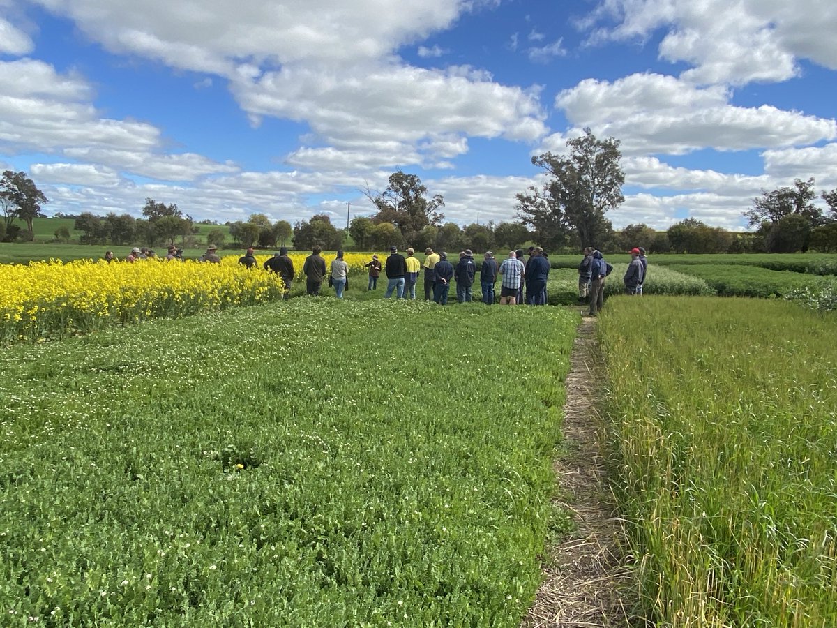 Thanks to everyone turning up to the HALO Bobalong site, growth still outstanding