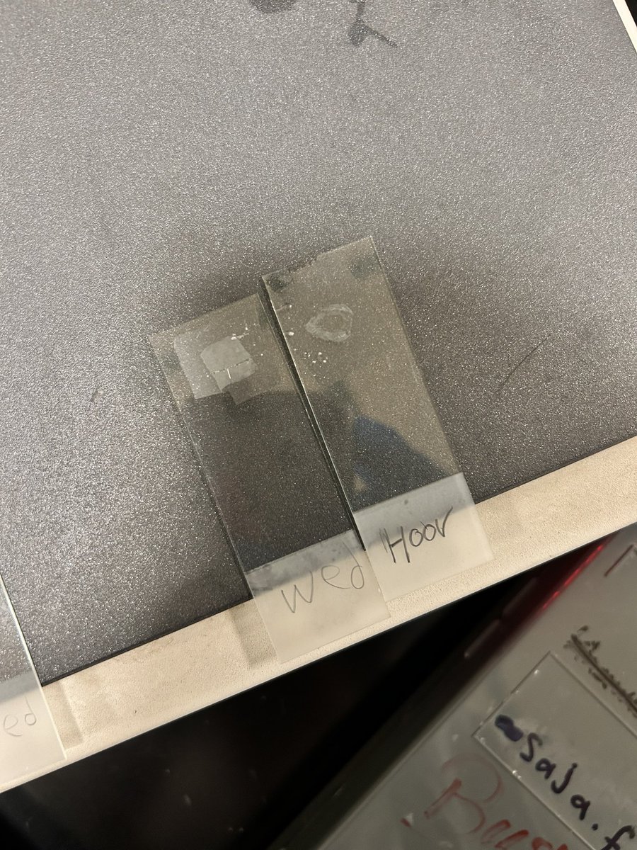 histology sample 
[fixation to sectioning] 🥼🔬❄️
fav <a href="/HoorVx4/">Hoor</a>