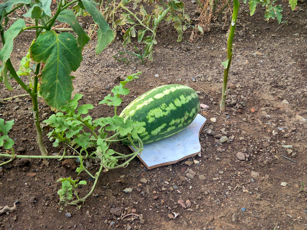 Birisi binanın önündeki küçücük bahçede yetiştirmiş.