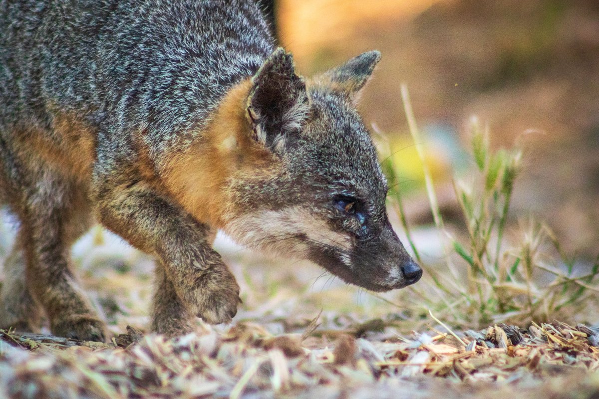 Our favorite island friend! This is the Catalina Island fox, found nowhere else on Earth. In the late 1990s, the population nearly went extinct from canine distemper, but a successful recovery effort brought it back from the brink. You may have seen them around CIMI!