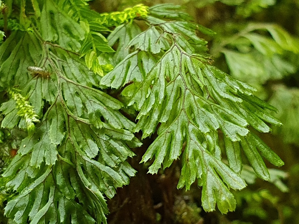 Biomaratón de Flora Española tweet media