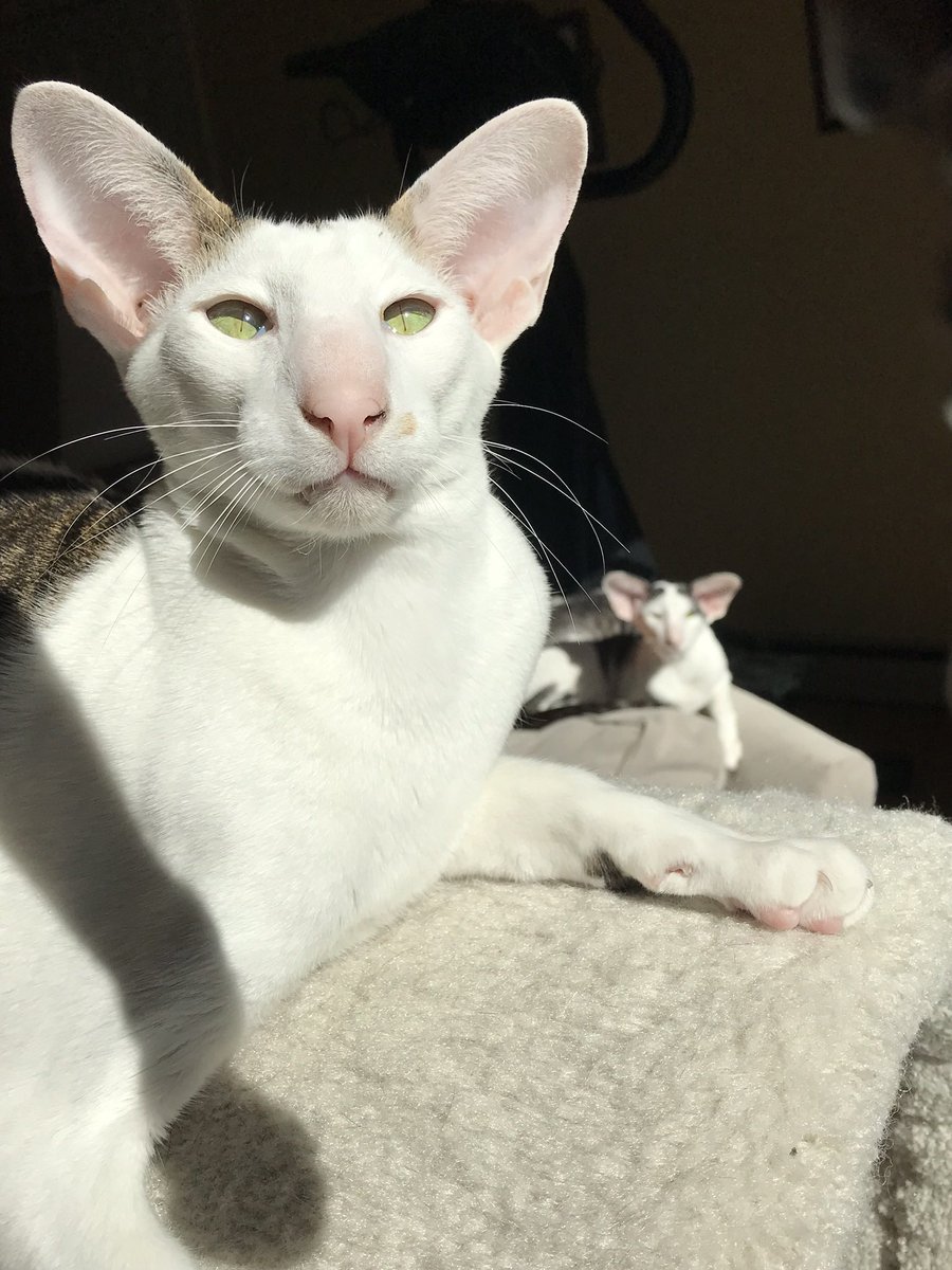 What I love about <a href="/ipdotworld/">ip.world</a> is the fact that someone already made a remix of Bindi and coined it $OG. Have fun in celebration of his special day. He sends his very best.