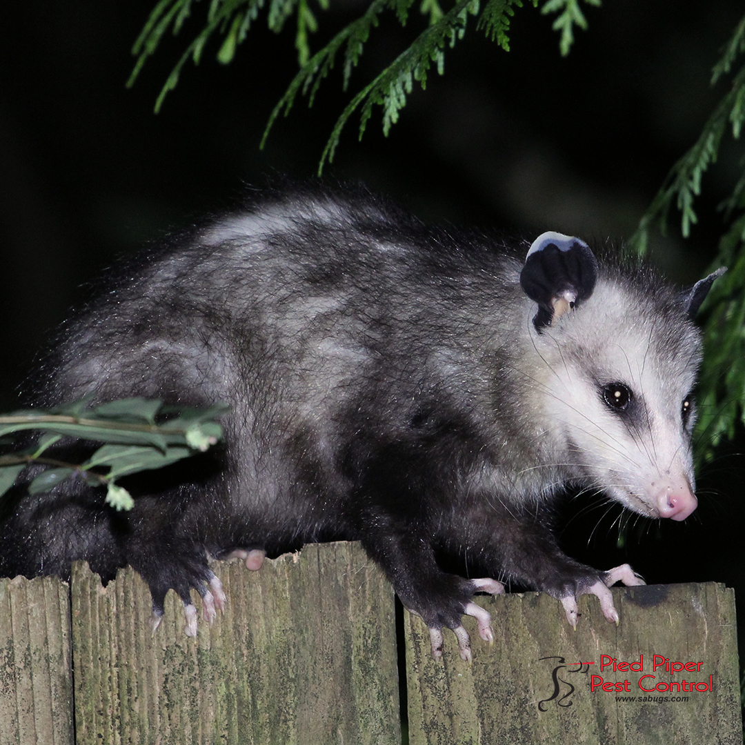 sabugs1's tweet image. If you have a possum living on your property, it is crucial to seek a professional possum removal company.

Schedule your free inspection today at (210) 702-2060.

monkeylink.co/c02c1b
#PiedPiperPestControl #PestControlServices #AffordablePestControlService