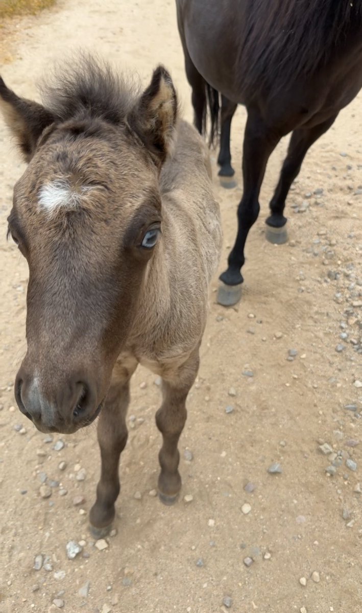 CKIVFoundation's tweet photo. Oh, baby!
Noel welcomed the sweetest little guy last month, and now we need YOUR help picking the perfect name! 💙
Drop your ideas below ⬇️
#c4foundation #c4ranch #minimini https://t.co/d6HvmD4s39