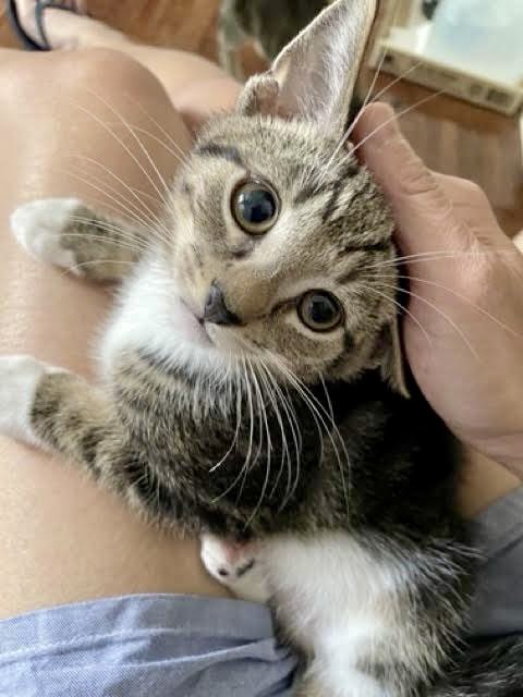 ProjectMEOW's tweet image. 💙 Meet Indy 💙 At 4 months old, this sweet boy is full of curiosity &amp;amp; love. He may play coy with cuddles, but offer him a Churu &amp;amp; he’ll be your best friend. Indy’s ready for his forever home! 

Apply today: projectmeow.org/adopt/adoption… #ProjectMeow #AdoptDontShop