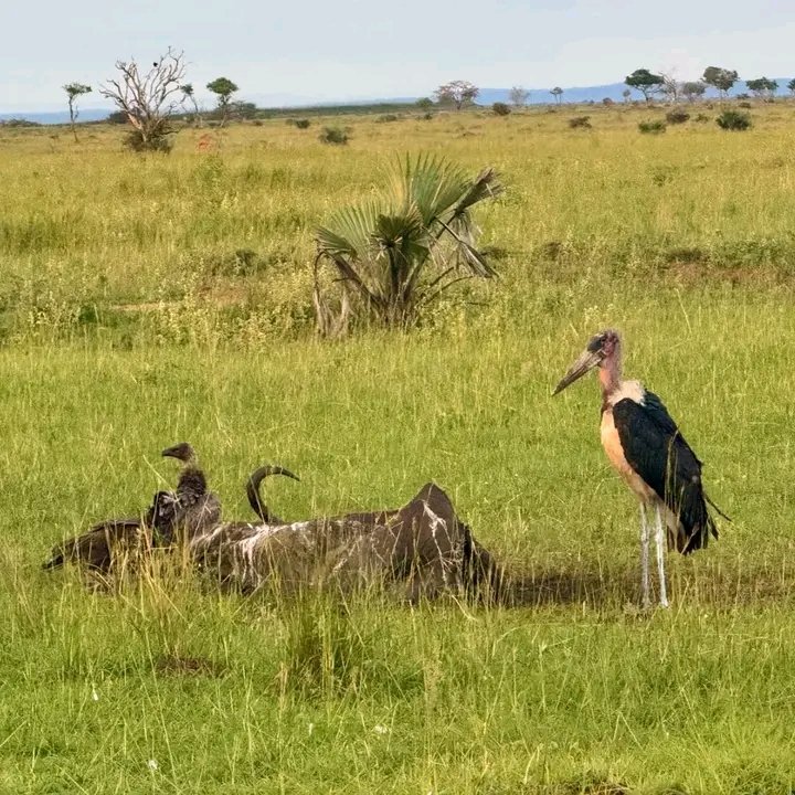 Ecosystem Engineers at their best! The 2bird species spotted (Lappet-faced vultures &amp; the Marabou stork) are nature's waste management specialists, consuming carcass that would other wise decompose &amp; spread disease-causing bacteria to several living animals.

#primateholidays