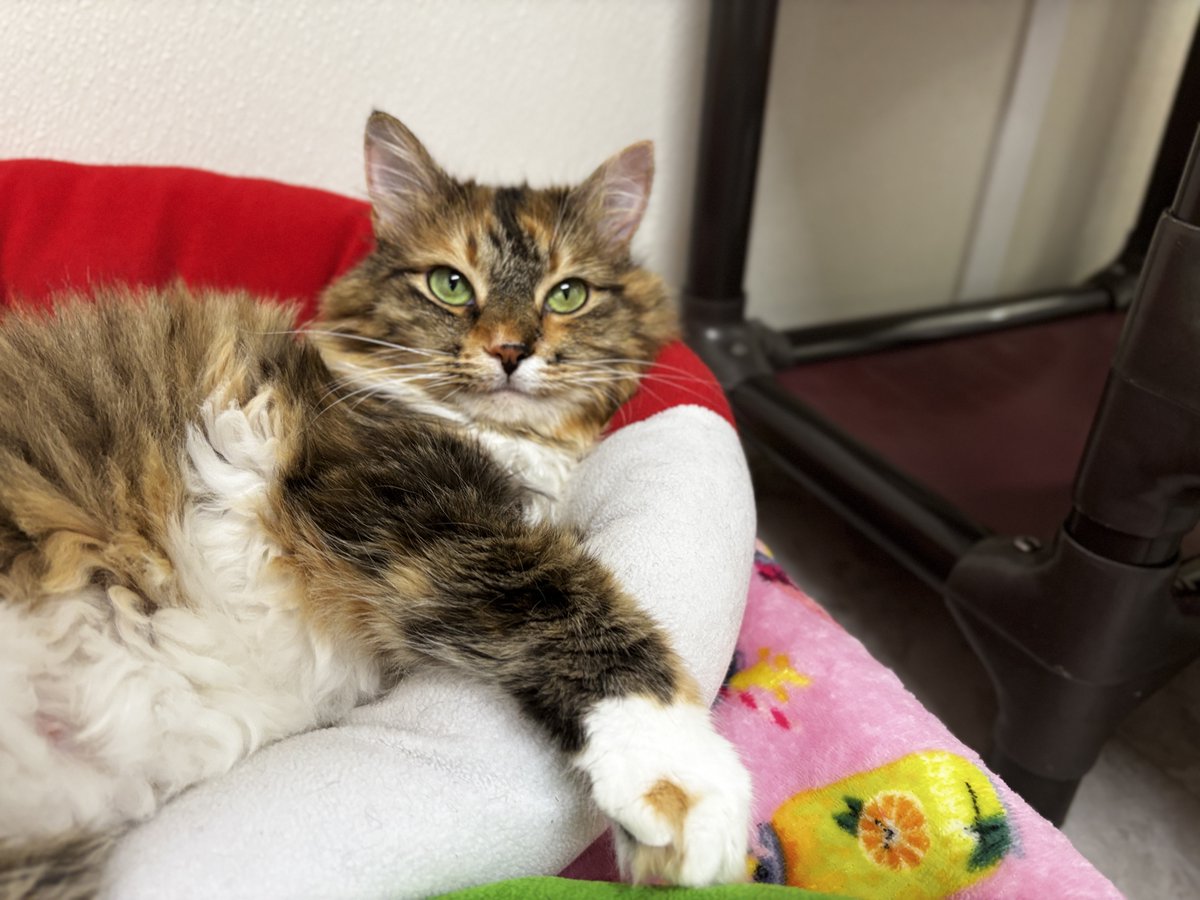 #COTD is Kachina! She is timid but she is very interested in attention. She loves to play with Corduroy. She and Corduroy are practically joined at the hip! They’re besties!

Read more: blindcatrescue.com/cats/kachina.h…
