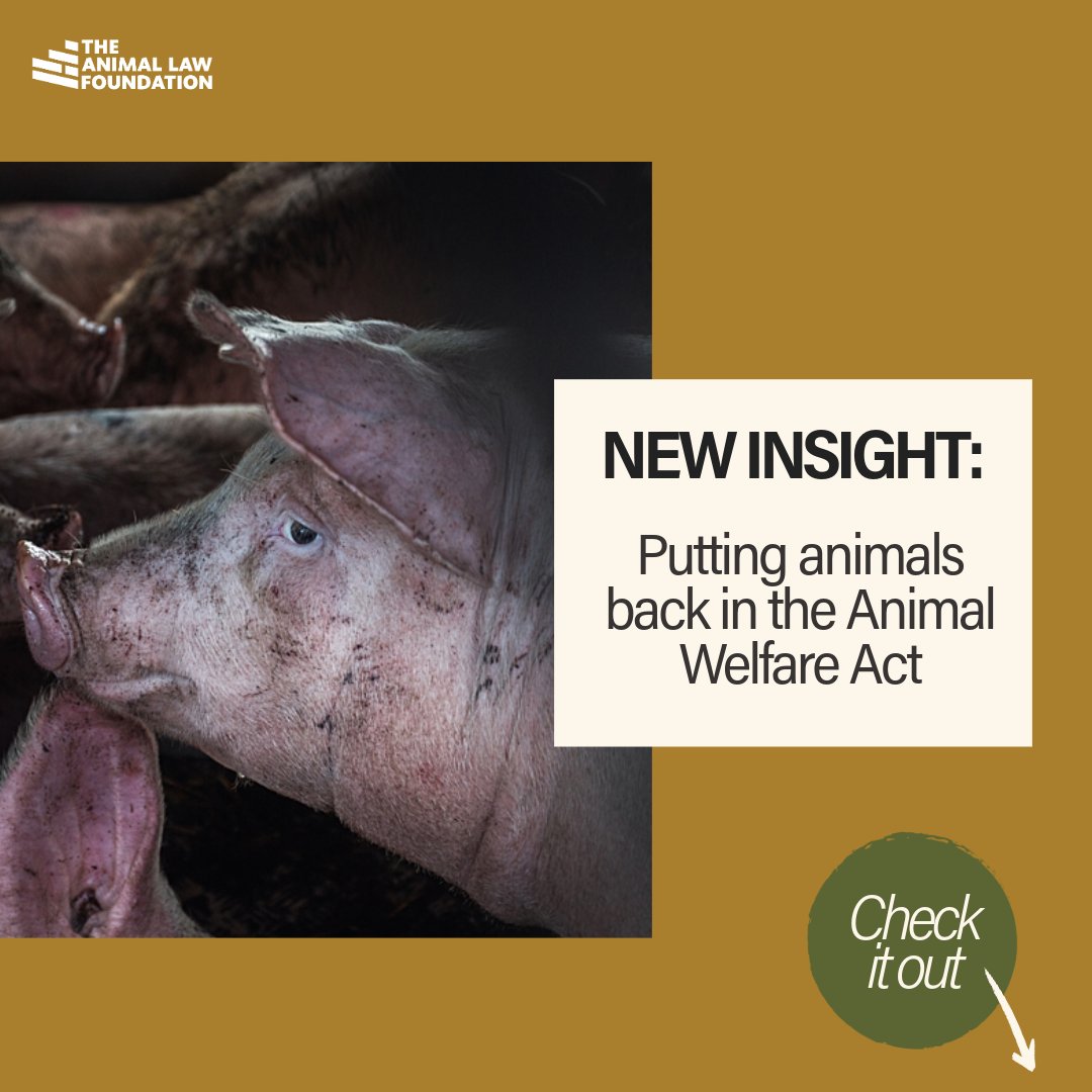 The Animal Welfare Act 2006 was created to protect animals from a whole host of maltreatment, one of those protections being from unnecessary suffering.

Yet over time, its strength has been diluted.

It’s time to put animals back in the Animal Welfare Act.

Read more: