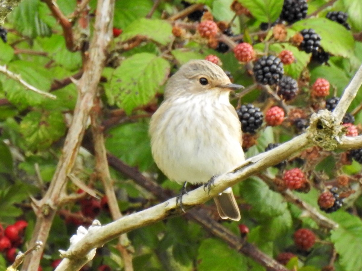 Peter Coslett. tweet media