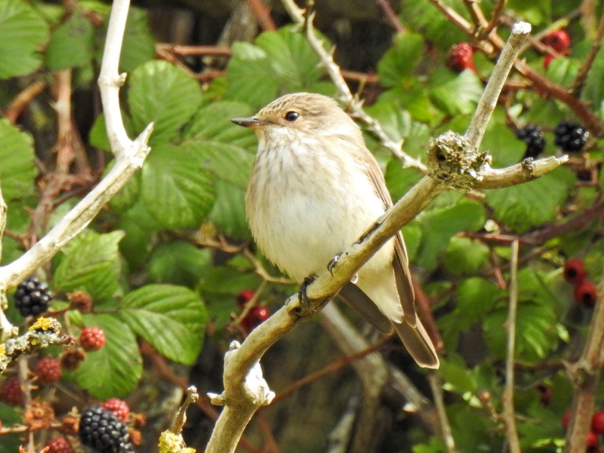 Peter Coslett. tweet media