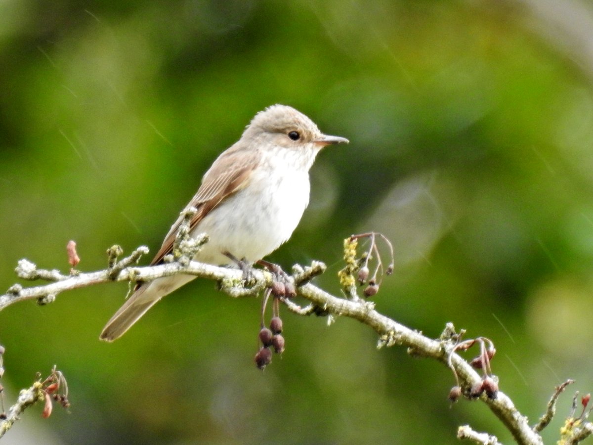 Peter Coslett. tweet media