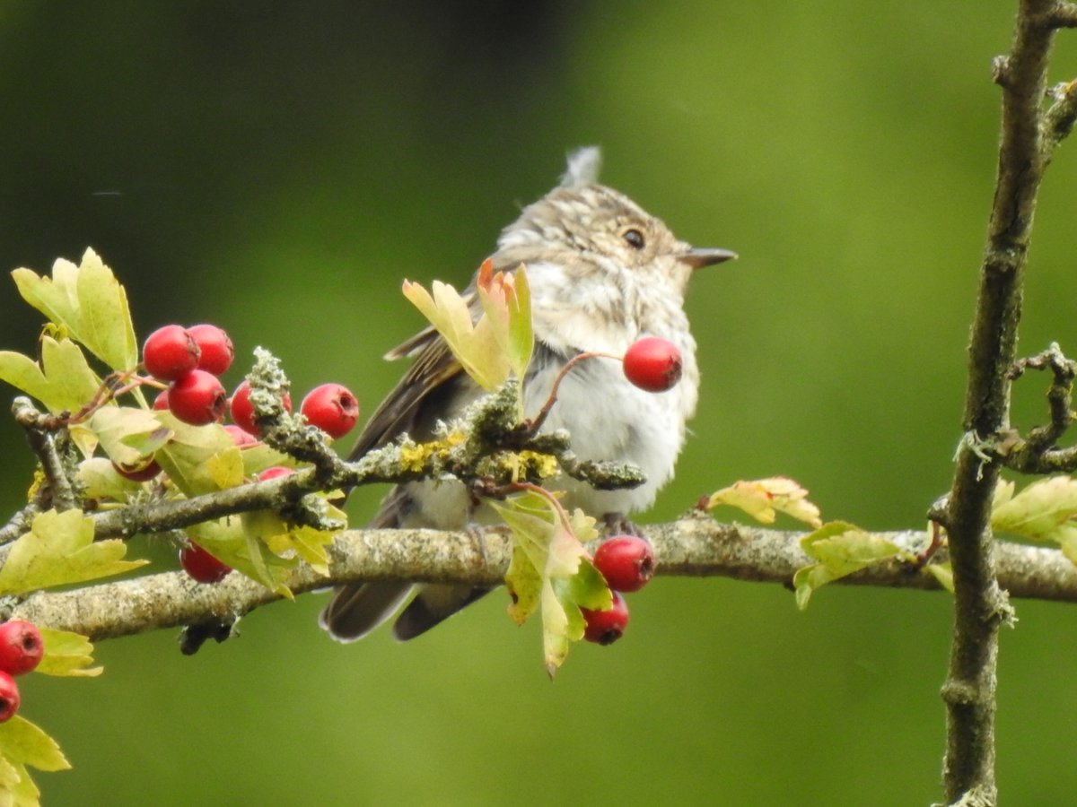 Peter Coslett. tweet media
