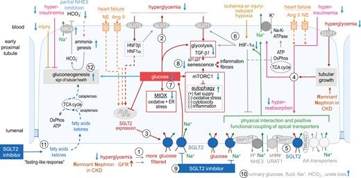 amjhypertension's tweet image. #ThrowbackThursday 

Mechanism of Flozin action

🔗 academic.oup.com/ajh/article/37… 🔓 

#EditorsChoice from the highly cited archive